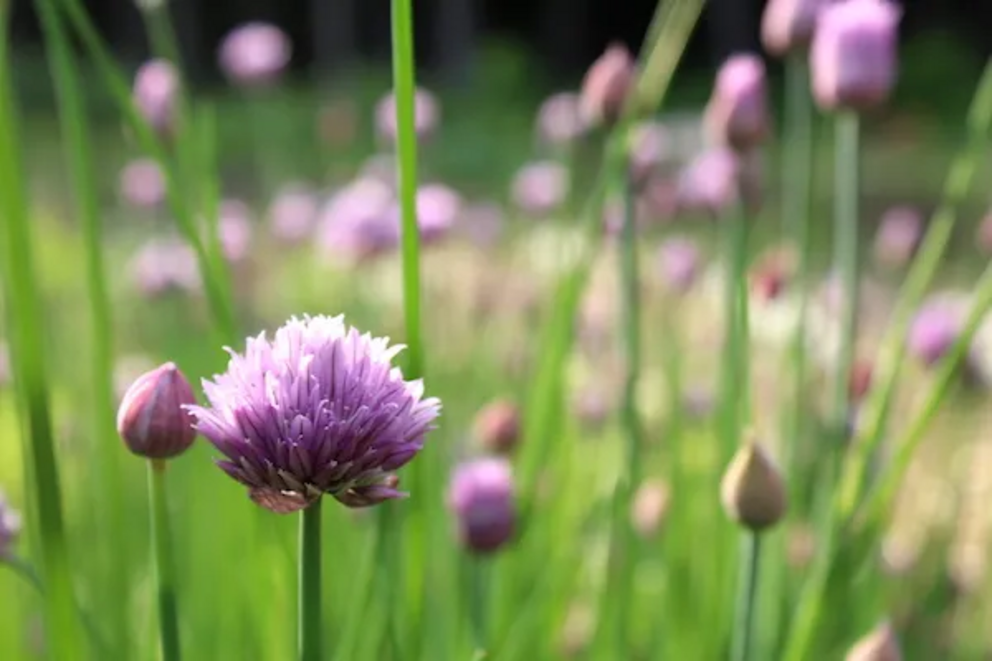 20 plus perennial vegetables that grow in shade Chive-Flower-Closeup-1684751080317