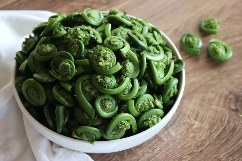 Fiddlehead ferns in a bowl, cleaned and ready for cooking.