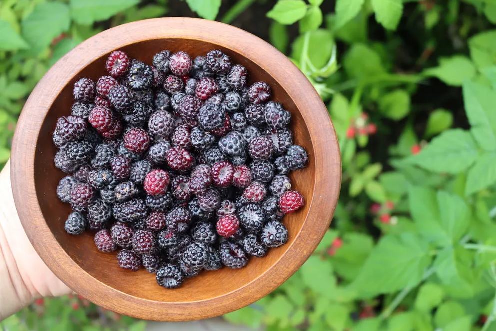 20 plus perennial vegetables that grow in shade Foraging-Black-Raspberries-8-1684751480410
