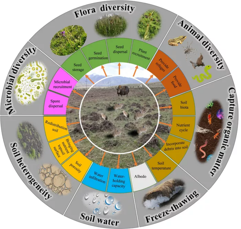 The arrows indicate the positive impacts of small burrowing mammals on plant, animal, microbial and soil processes.