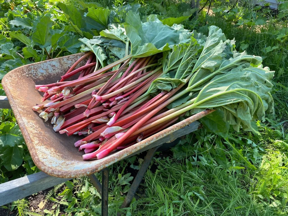 20 plus perennial vegetables that grow in shade Rhubarb-Harvest-Wheelbarrow-2-1684751315198