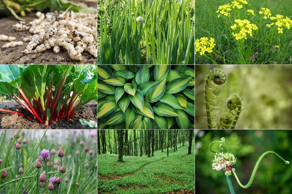 20 plus perennial vegetables that grow in shade Shade-tolerant-perennial-vegetable-types-1684750922619