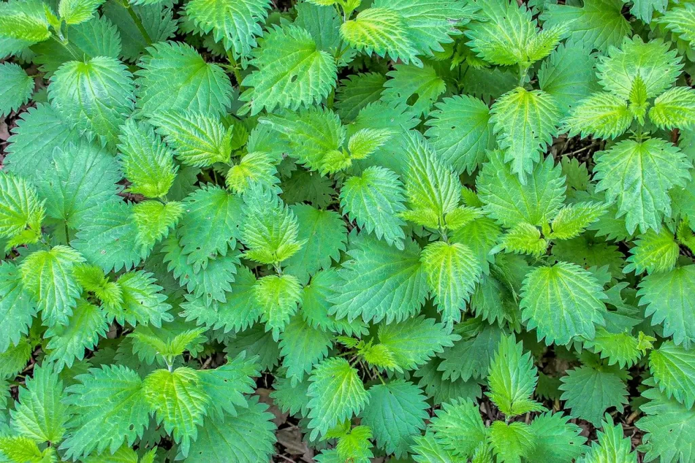 20 plus perennial vegetables that grow in shade Stinging-Nettles-1684751316216