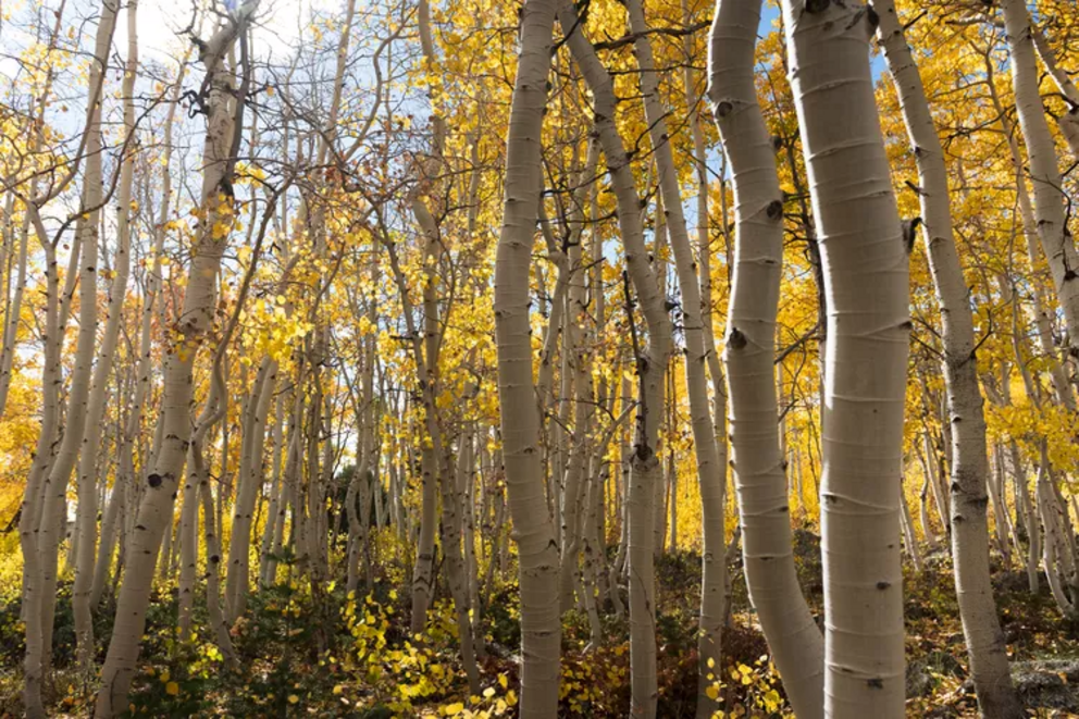 Pando in its fall colors.