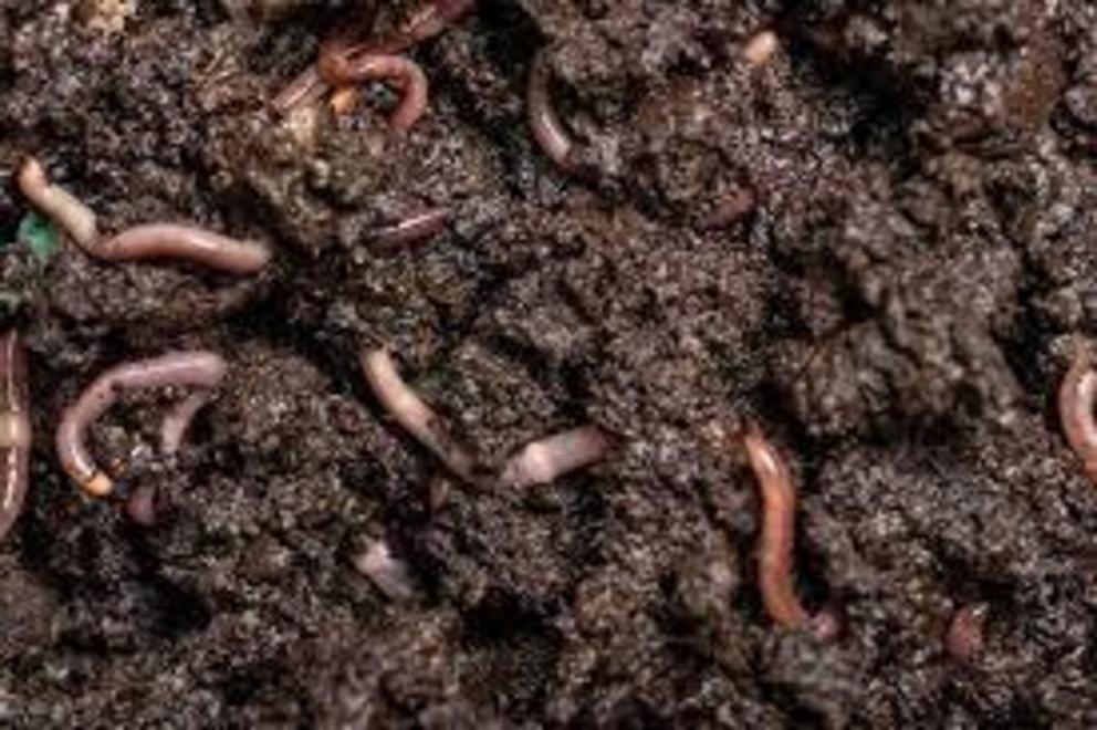 Earthworms make sounds as they digest organic matter and tunnel through the soil.