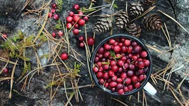 Cranberries Can Reduce Risk For Urinary Tract Infections - Nexus Newsfeed