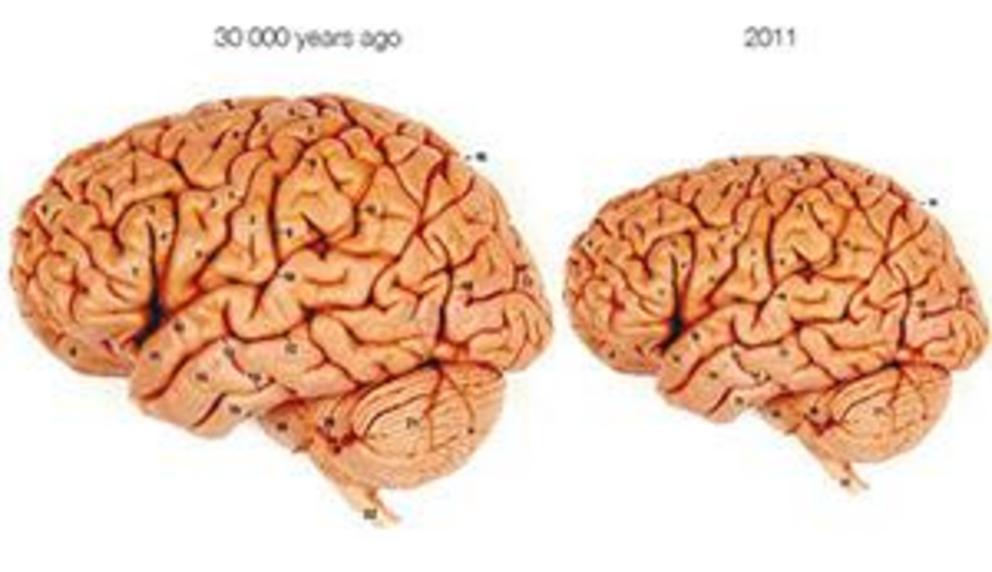 The human brain 30,000 years ago and today.