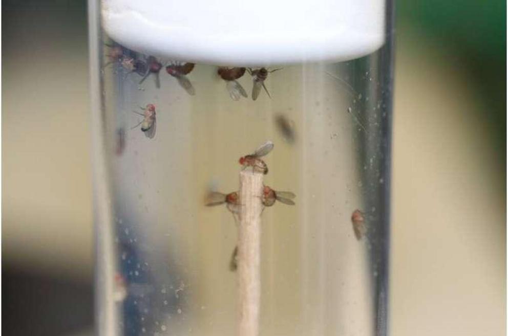 Zombie flies strike their final pose at the top of a vial.