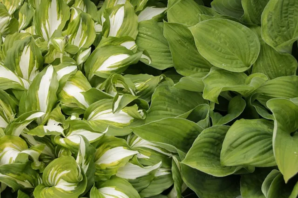 variegated hosta (striped) and green hosta side by side