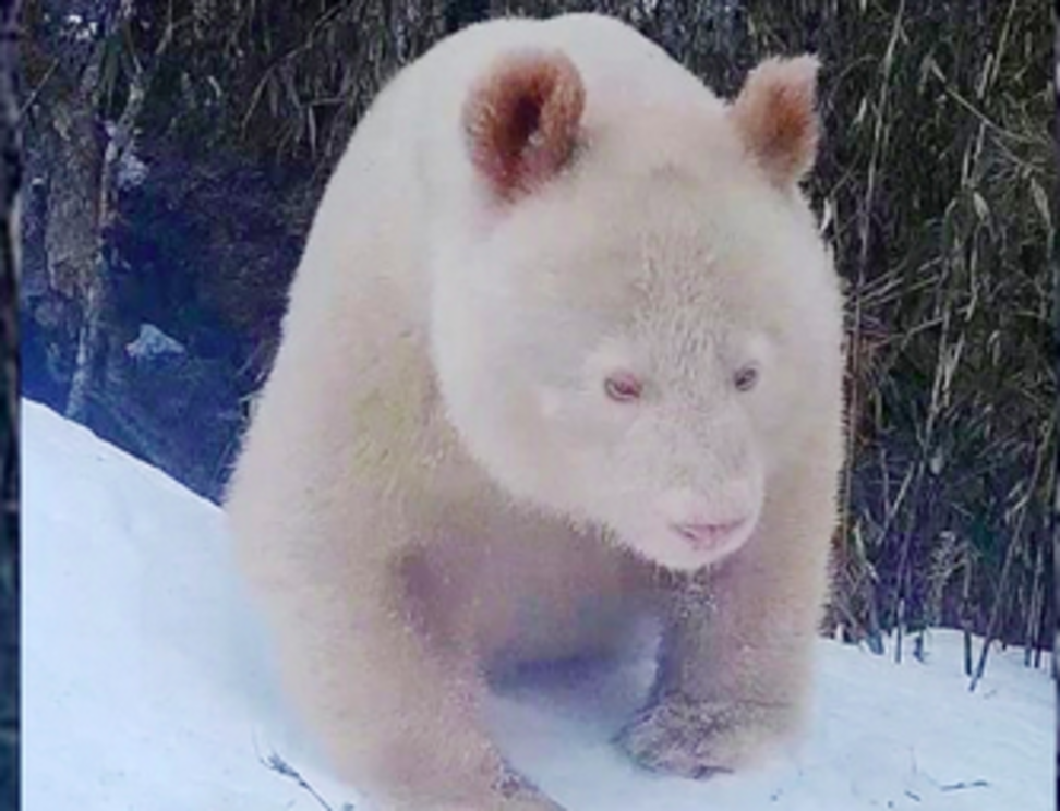 Albino panda. (Wolong National Nature Reserve) 