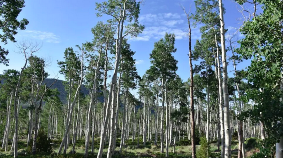 Pando stretches across more than 100 acres in Utah and is considered the world's largest tree. (Image credit: Jim Rice)