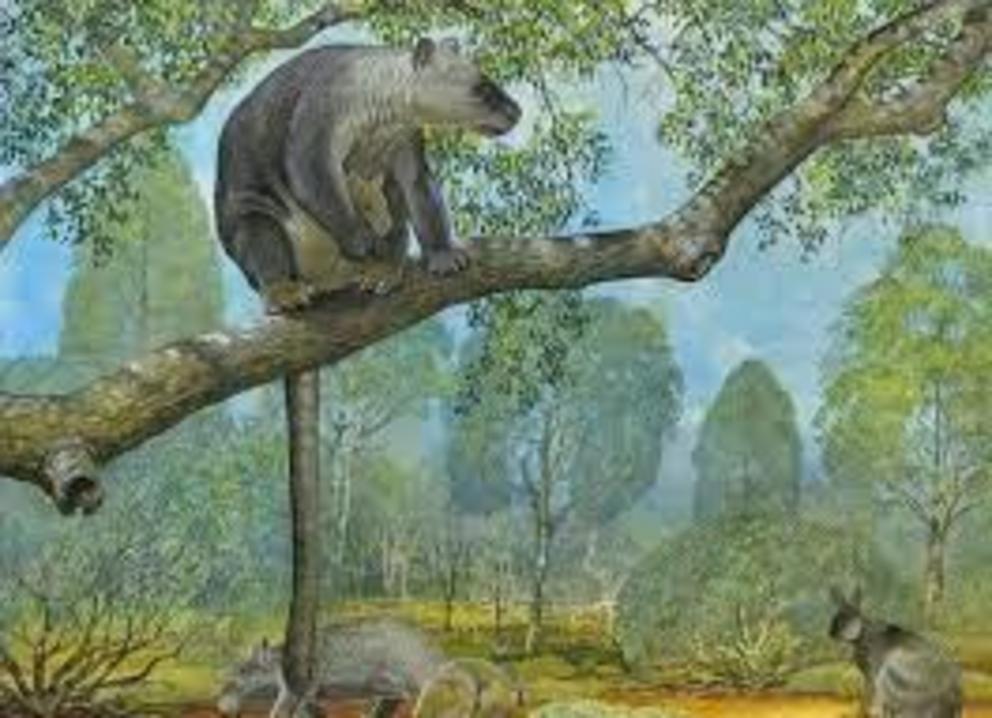 Reconstruction of the giant tree-kangaroo Bohra illuminata, Nullarbor region, 250,000 years ago.