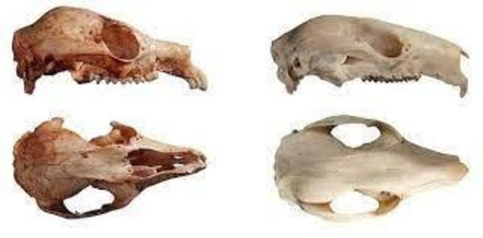 Skull of the extinct Bohra illuminata alongside that of a modern tree-kangaroo (scaled to same length).