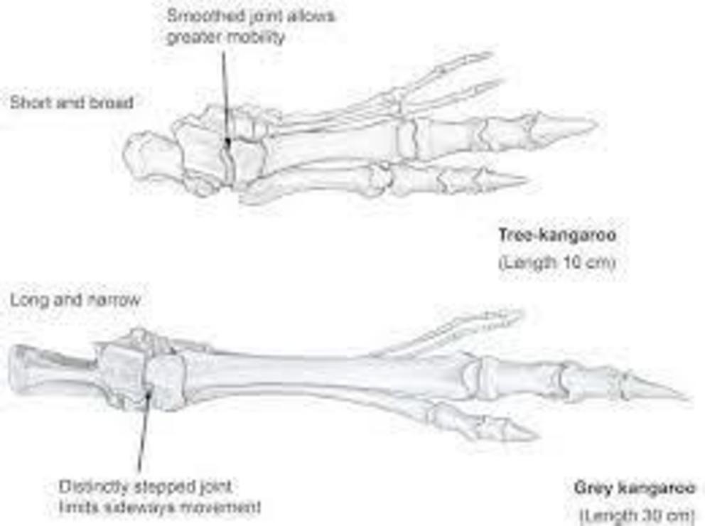 Comparison of tree-kangaroo (Dendrolagus) and grey kangaroo (Macropus) foot bones.