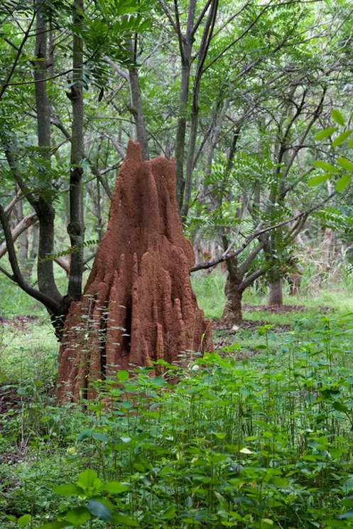 Termite mound in Bangalore, India.