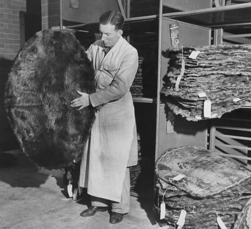 A warehouseman inspecting a batch of beaver skins, 10,000 of which were sold at auction in Hudson Bay, Manitoba, Canada, 1946.