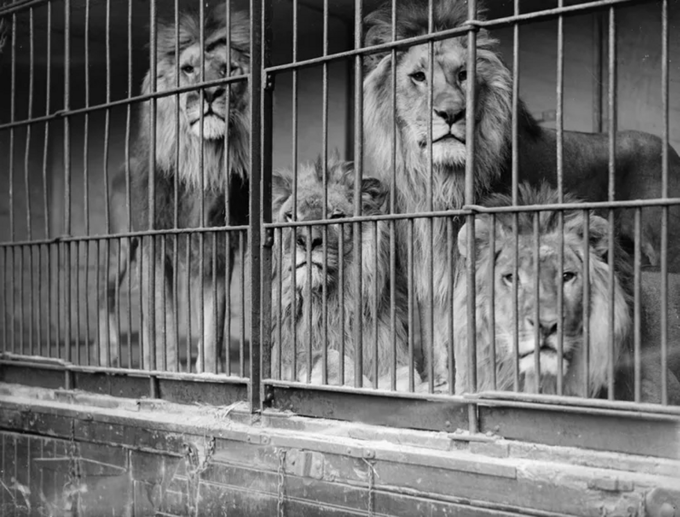 London Zoo's Whipsnade Wild Animal Park (1932) in Dunstable, Bedfordshire.