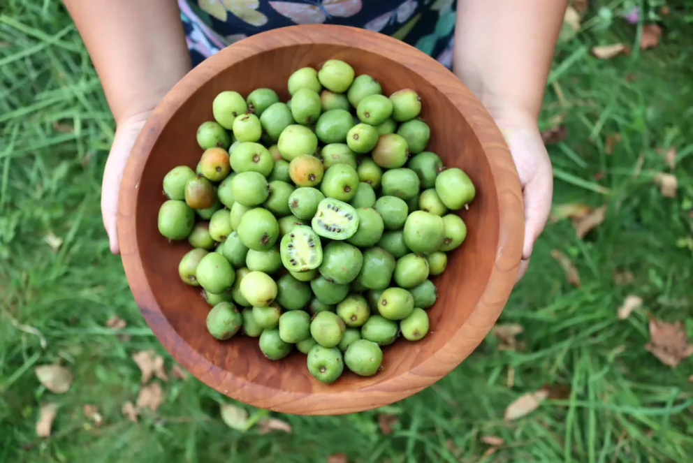 Hardy Kiwi Fruit