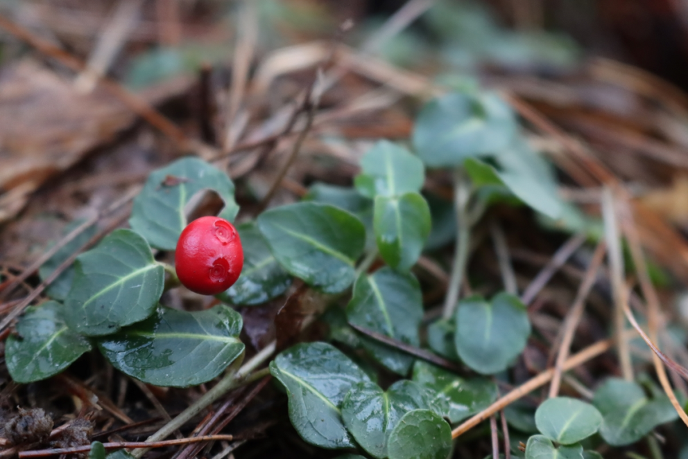 Partridgeberry (Mitchella repens)