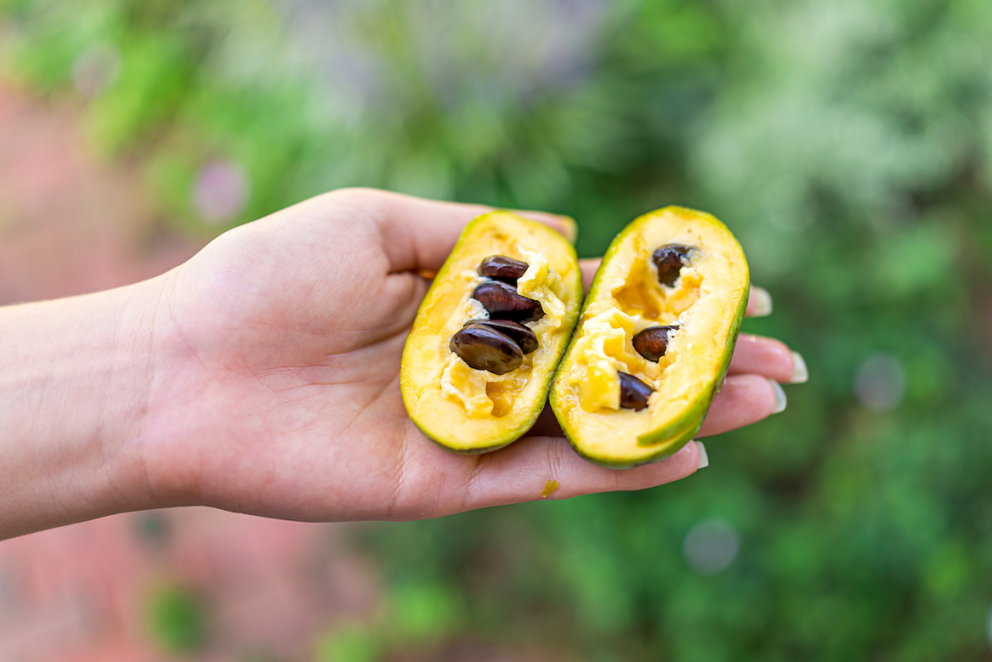 Pawpaw Fruit