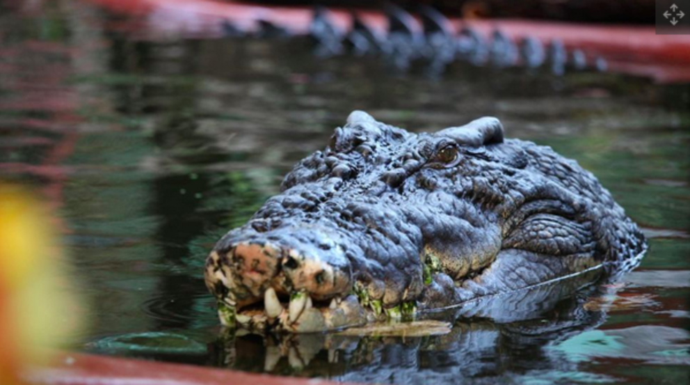 Cassius recently turned 120 years old, but experts say he has a few more years left in him.  (Image credit: Marineland Melanesia Crocodile Habitat)