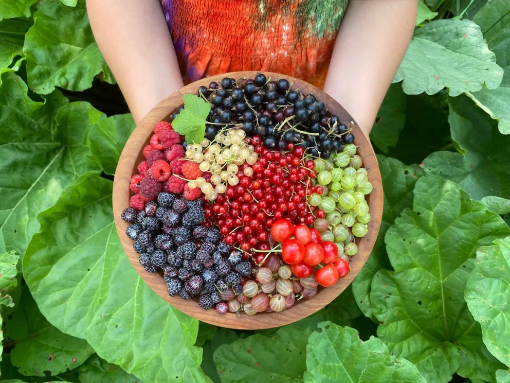 A berries basket we harvested mid-summer here in Vermont. All of these will grow in shade. Clockwise from top: Black currants, green gooseberries, pie cherries, red gooseberries, black raspberries, red raspberries. Center is white currants and red currant