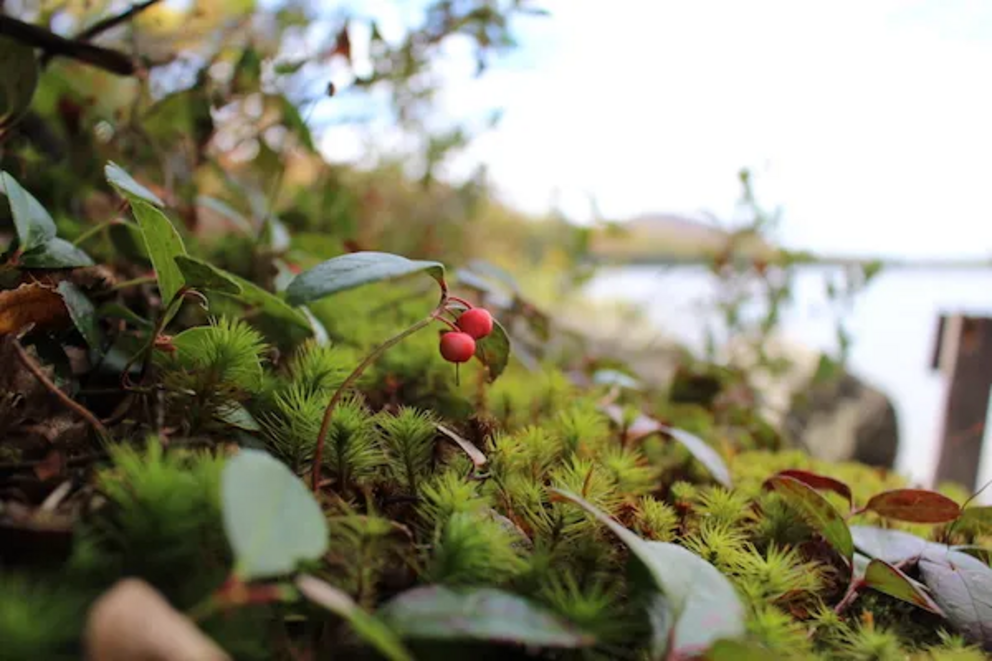 Teaberry, the fruits of the wintergeen plant, growing by a lake in Vermont.