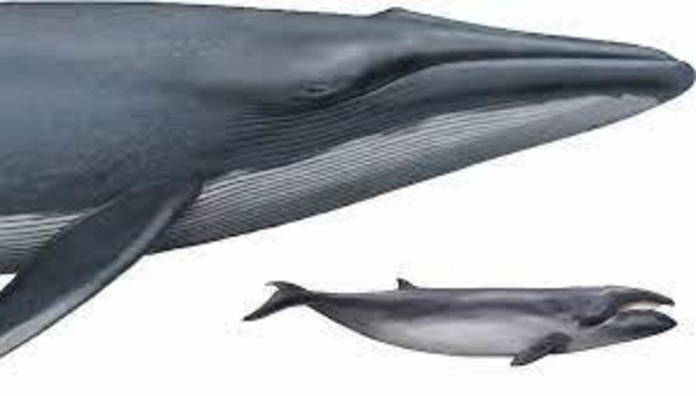 The smallest baleen whale, Caperea marginata, compared to the largest: the blue whale, Balaenoptera musculus.