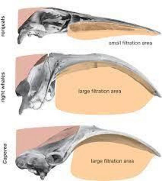 The skull of Caperea resembles that of right whales because both need to accommodate long baleen plates for skim feeding. Their similarities are the result of convergent evolution.