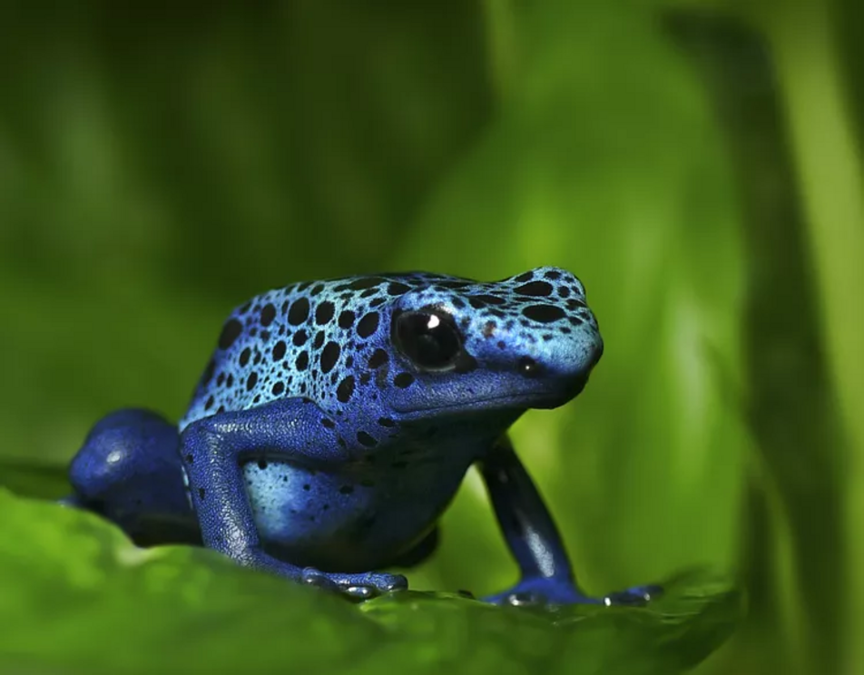 12 elusively blue animals: the rarest creatures of all - Nexus Newsfeed