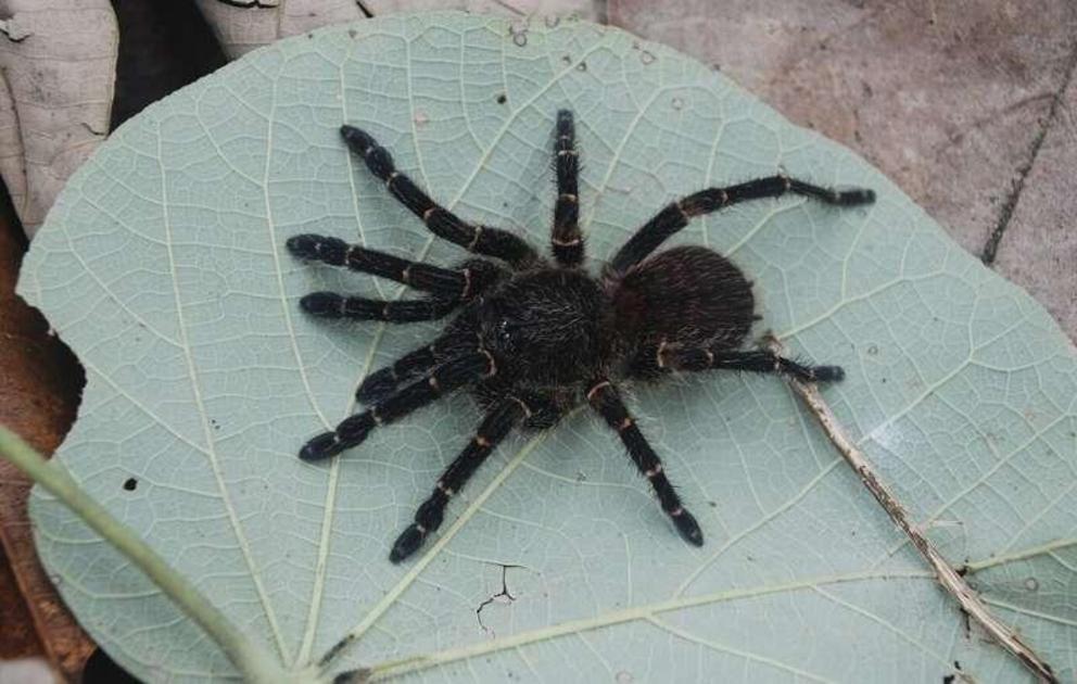 Neischnocolus mecana, female.