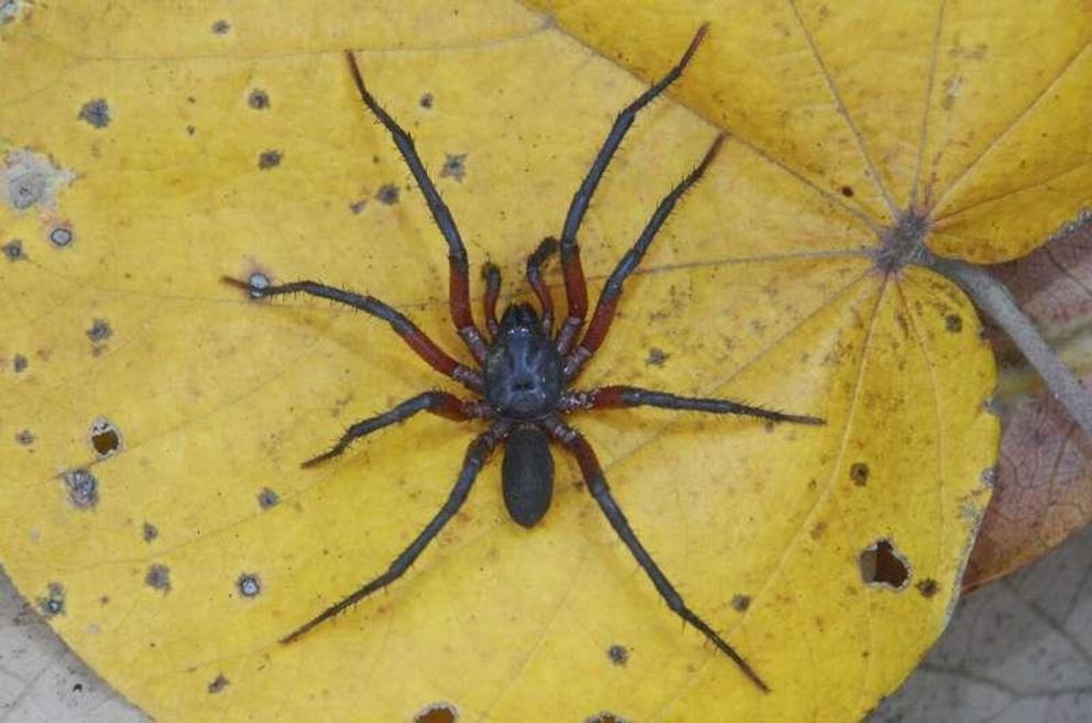 Melloina pacifica, male.