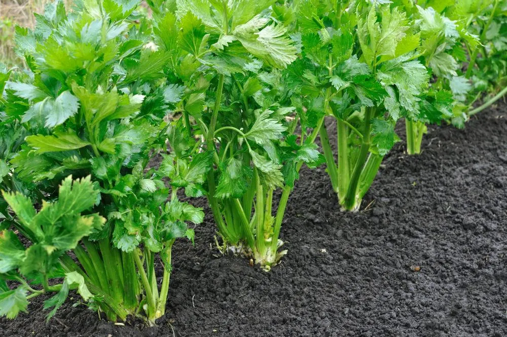 20 cut and come again veggies for an endless supply of free food Grow-celery-1000x664-1688913093064