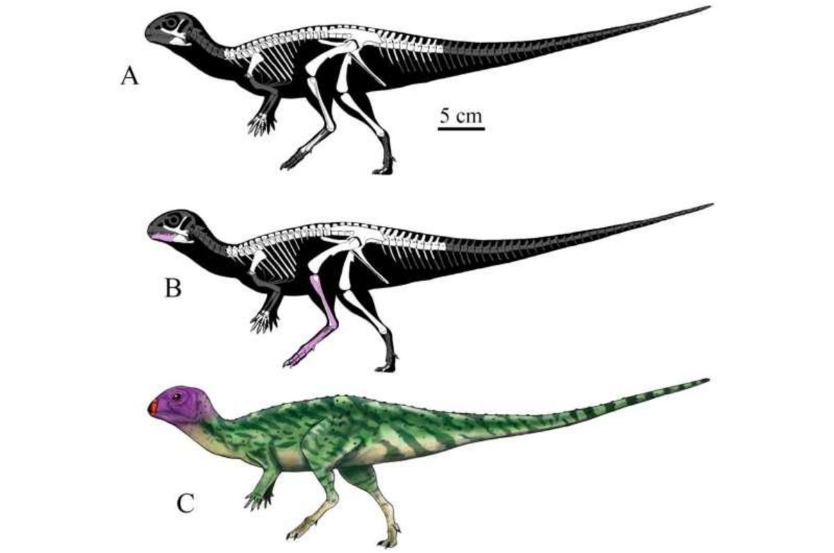 New dinosaur species discovered in Thailand - Nexus Newsfeed