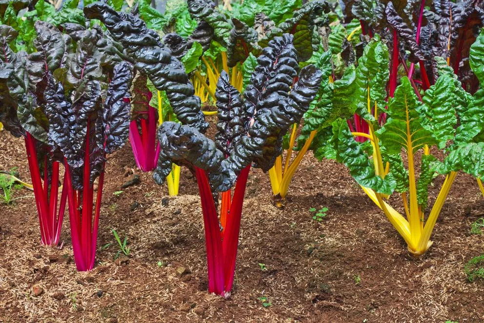 20 cut and come again veggies for an endless supply of free food Rainbow-chard-1000x667-1688913093764