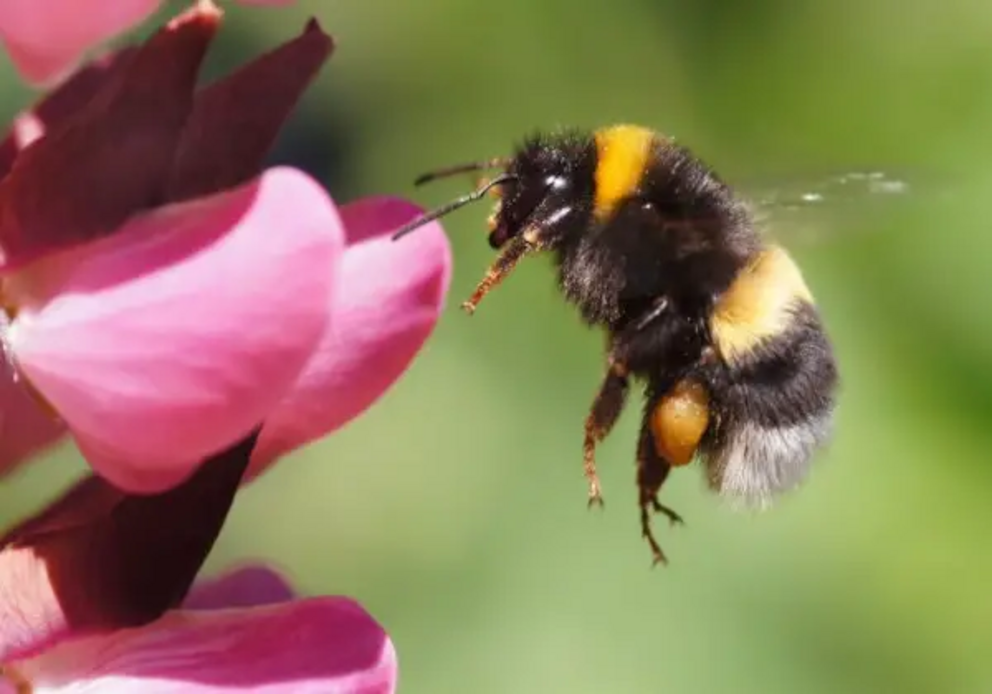 Study shows that glyphosate impairs learning in bumblebees: a wake-up call for insect conservation Glyphosate-Bumblebees-1690883851417