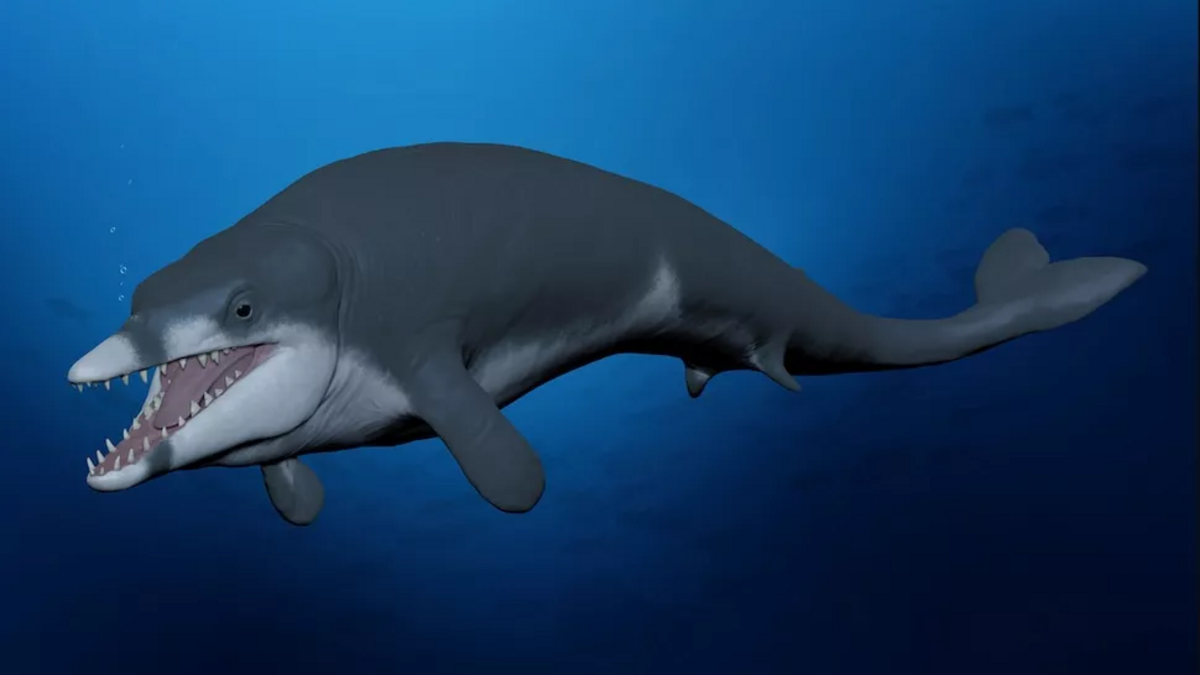 Tiny 'King Tut' whale 'lived fast and died fast' in ancient Egyptian