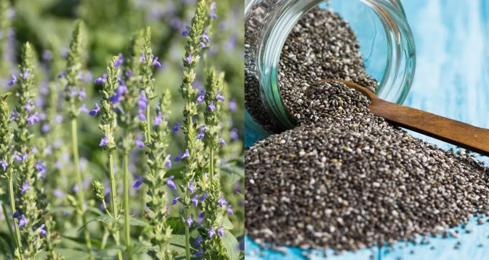 How to grow chia seeds plus five uses for the entire plant Nexus Newsfeed