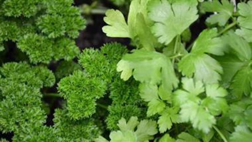 Are you throwing out this nutrient-filled food? Parsley-nutrient-filled-food-thumb-1690884812923