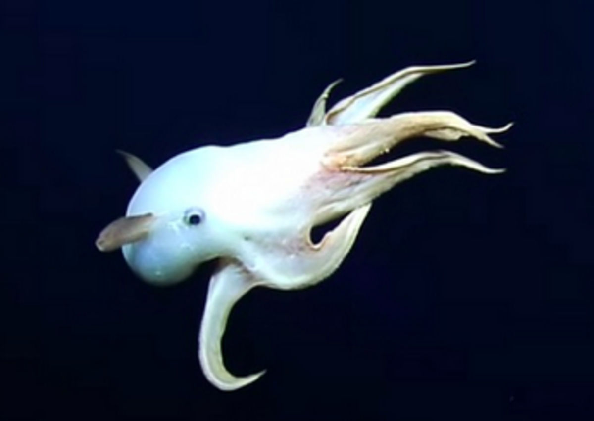 Ghostly footage of a Dumbo octopus captured 8,000 feet below the ocean ...