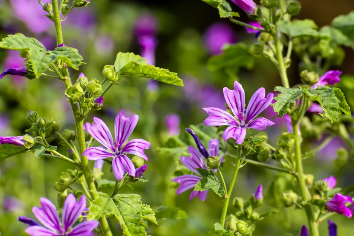 Please eat the dandelions: 16 edible garden weeds - Nexus Newsfeed