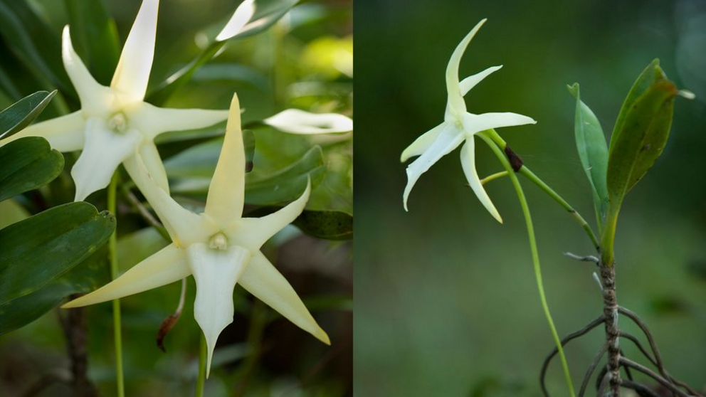 Darwin's orchid Angraecum sesquipedale.