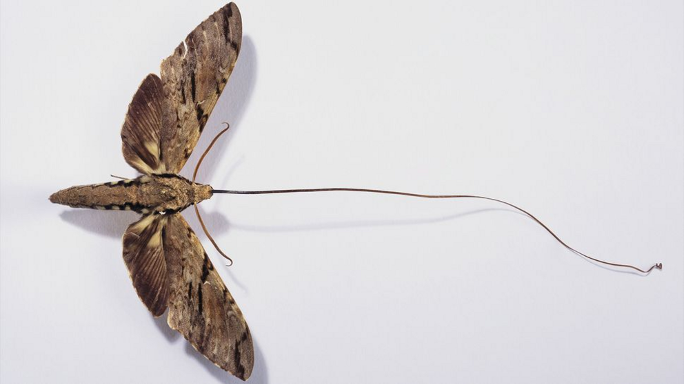 Madagascan sphinx moth, Xanthopan morganii praedicta.