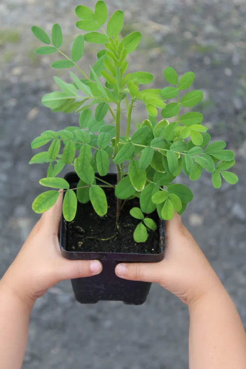 Astragalus Plant