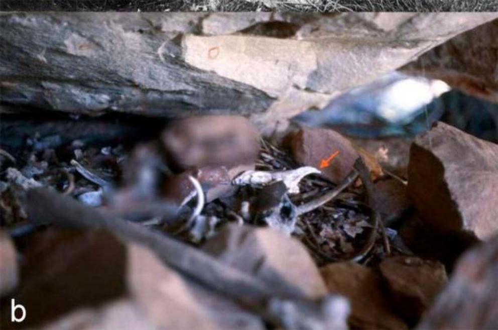 Dingo burial as subject of the study, recorded in a rock shelter crevice at Adcock Gorge, central Kimberley, Australia.