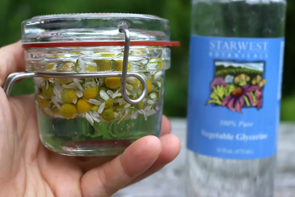 Making Chamomile Glycerite. A gentle herbal remedy.