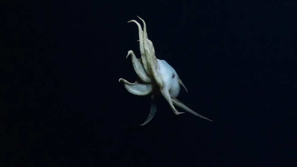 The octopus swims away from the ROV.