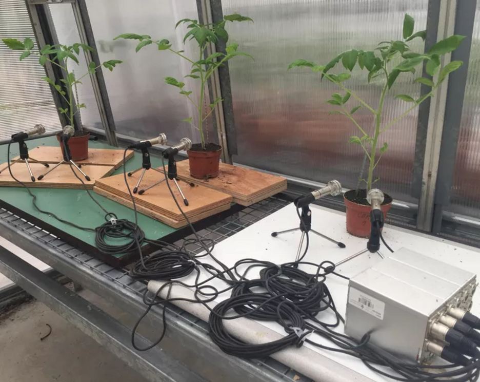 Three tomato plants whose sounds are being recorded in a greenhouse.