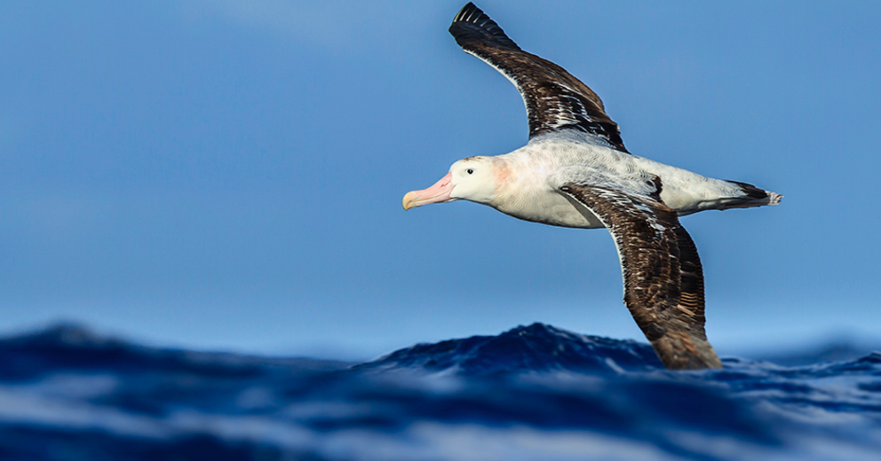 Wandering albatrosses (Diomedea exulans) may use the inaudible “voice of the sea” to find the best flight paths.