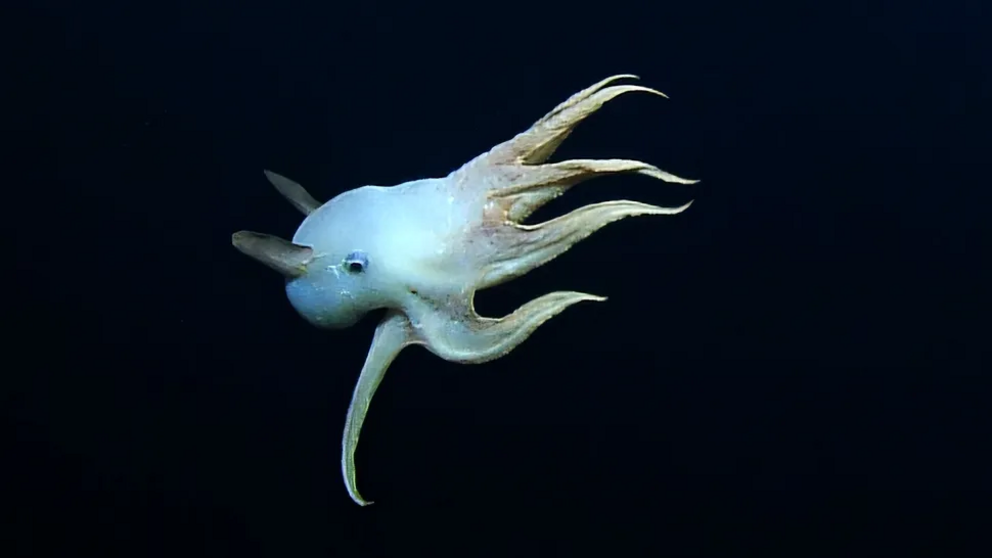 The dumbo octopus swims past the ROV camera.